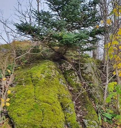 Your Place To In Lofoten At Our Family House! Pansiyon